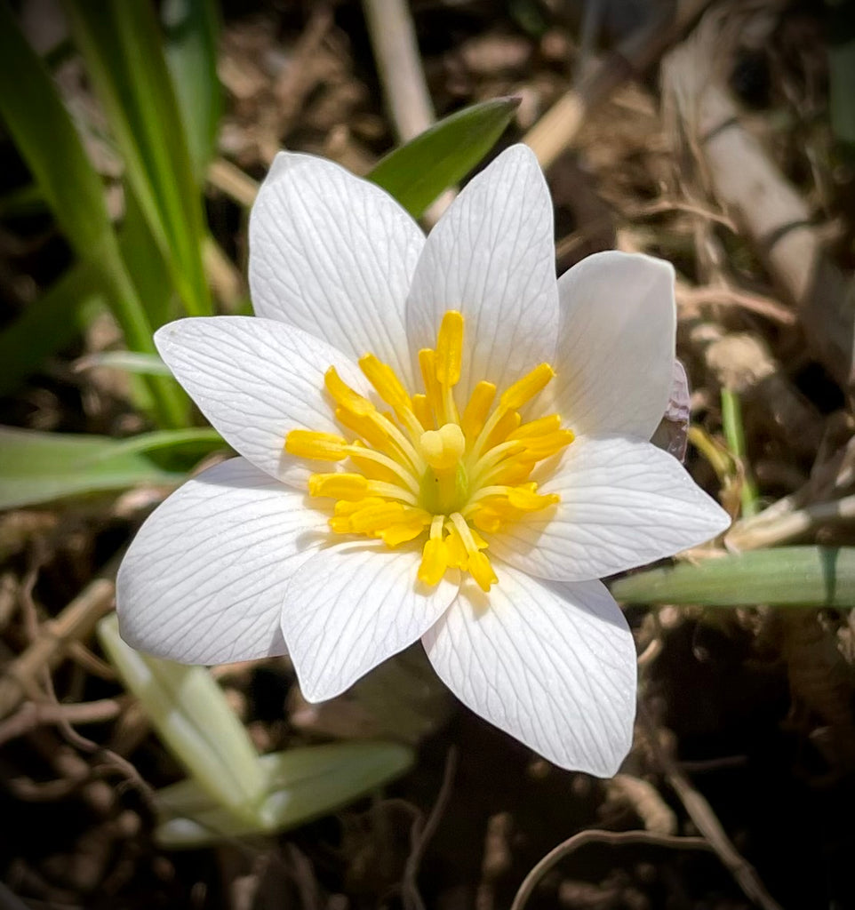 Full Moon Update - April 16th, 2022